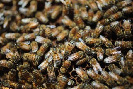 Honeybees Endangered As Colony Collapse Disorders Worsens