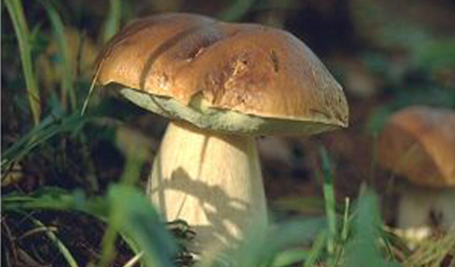 crespelle-castagne-funghi