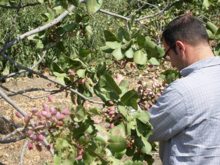 RACCOLTA MANUALE PISTACCHIO