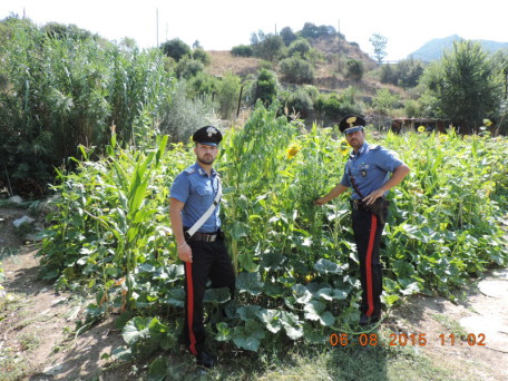 carabinieri cannabis