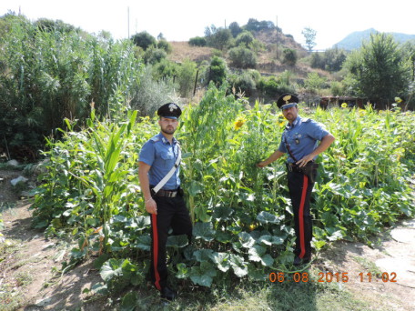 carabinieri cannabis