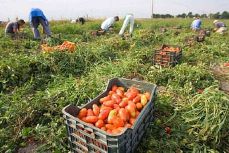 braccianti agricoltura