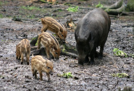 cinghiale