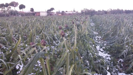 carciofi neve