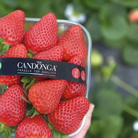 fragole con marchio Candonga Fragola Top Quality