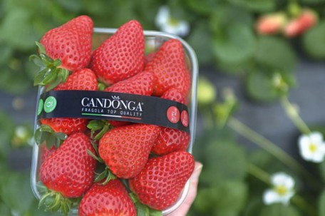 CANDONGA FRAGOLA TOP QUALITY