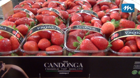 FRAGOLE CANDONGA