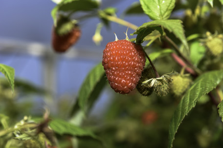 Particolare del frutto