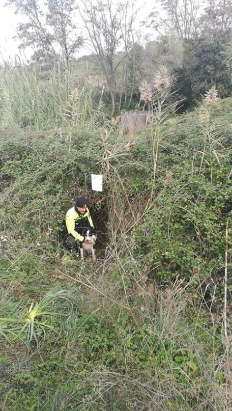 vigili del fuoco cane