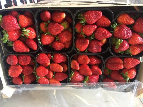 FRAGOLE