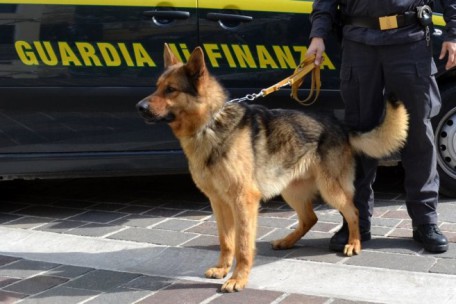 guardia di finanza cane