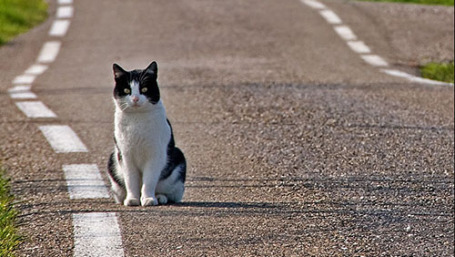 gatto_strada