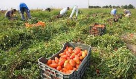 raccolta-pomodoro