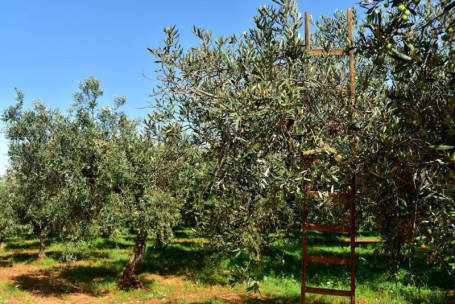 Oliveto (piccola)