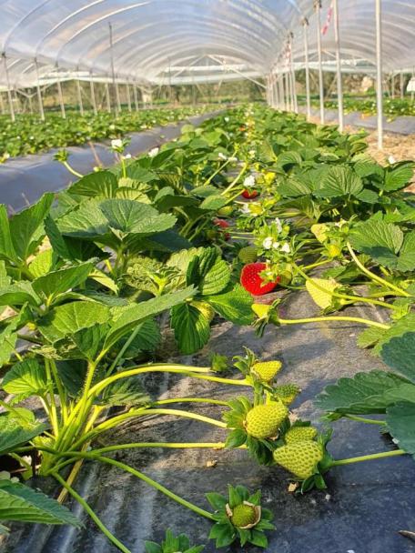 Pianta fresca di Rossetta presso Policoro fragola