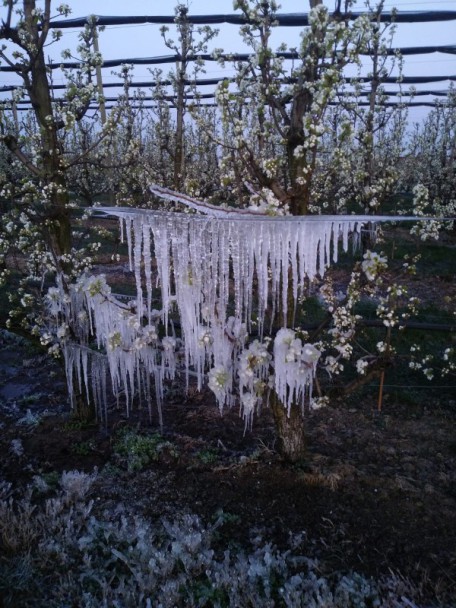 agricoltura gelata