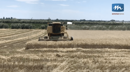 trebbiatura grano agricoltura