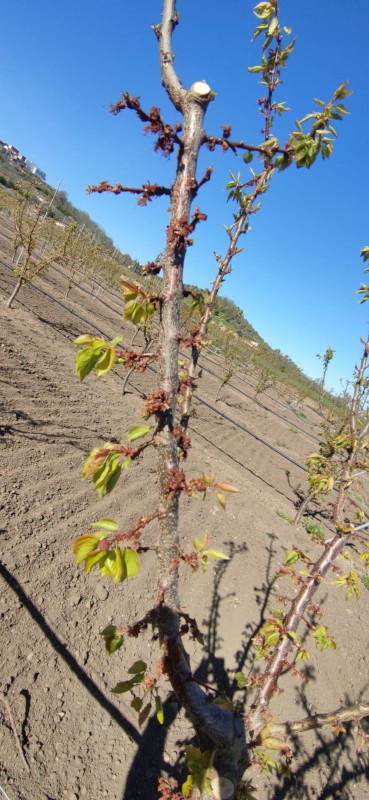 alberi gelate